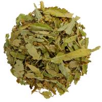 Липа резанная_1