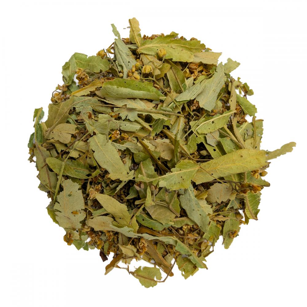 Липа резанная