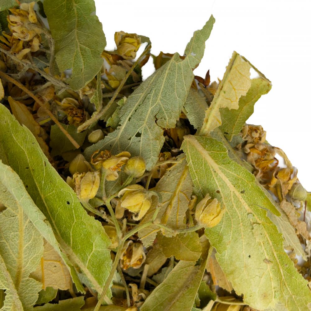 Липа резанная